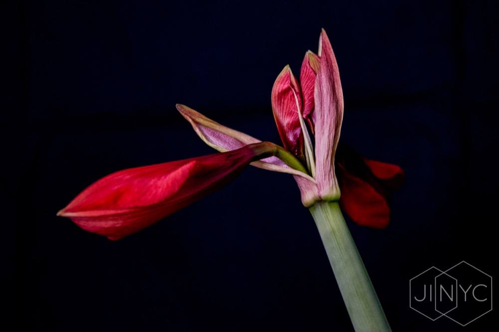 nature/floral